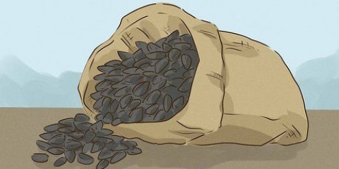 Manger des graines de tournesol