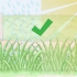 Faire pousser de l'herbe des bermudes