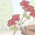 Propagation de bougainvilliers