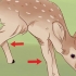 Déterminer l'âge d'un faon