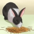 Nourrir un lapin domestique