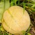 Faire mûrir un melon