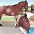Gratter le sabot d'un cheval