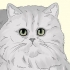 Identifier un chat persan