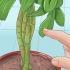 Tailler une plante schefflera