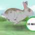 Attraper un lapin apprivoisé
