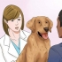 Laissez votre chien manger de la nourriture sèche