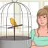 Entraînez votre canari