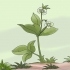 Enlever les mauvaises herbes avec une houe