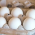 Teinture des oeufs de pâques