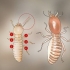 Identifier les larves de termites