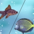 Traiter les poissons tropicaux avec un bouchon blanc