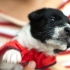 Prendre soin des chiots