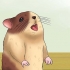 Garder votre hamster au frais par temps chaud