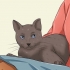 Faire aimer votre chat